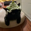 Beginner Bundle – Christmas Cat Hat - 图片 5